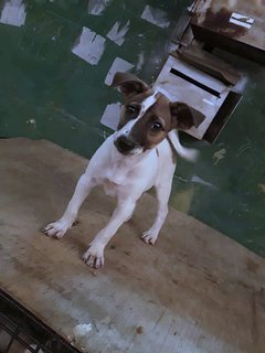 Min Min - Jack Russell Terrier Mix Dog