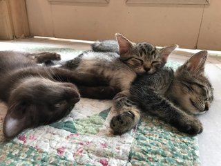 Kitten Triplets - Domestic Short Hair Cat