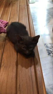 Kitten Triplets - Domestic Short Hair Cat