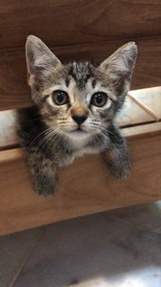 Kitten Triplets - Domestic Short Hair Cat