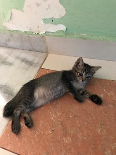 Kitten Triplets - Domestic Short Hair Cat