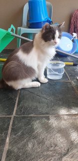 Prinze Lost In Aradamansara - Persian + Domestic Medium Hair Cat