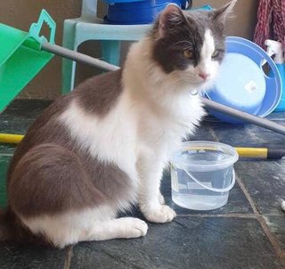 Prinze Lost In Aradamansara - Persian + Domestic Medium Hair Cat