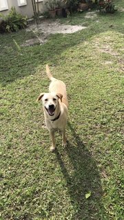 Bailey - Mixed Breed Dog