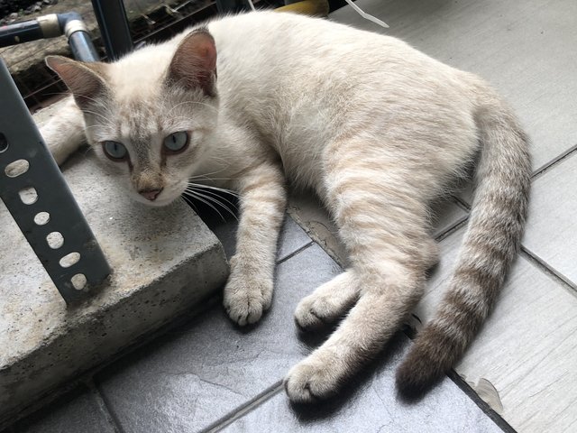 Coffee Boy  - Siamese + Domestic Short Hair Cat