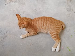 Simba - Domestic Short Hair + Bobtail Cat