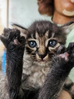 Nala, Simba, Cookie, Oreo - Domestic Medium Hair Cat