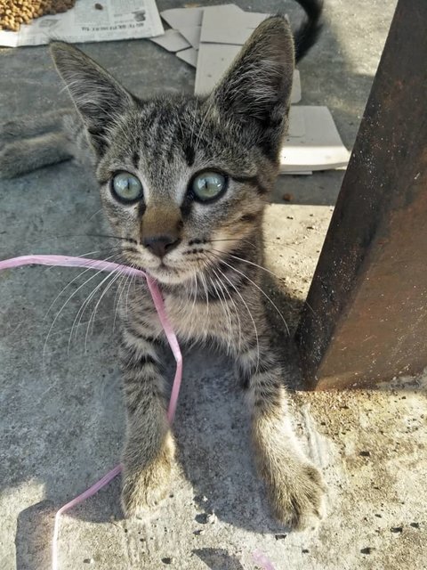 No Name - Maine Coon Cat