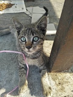 No Name - Maine Coon Cat