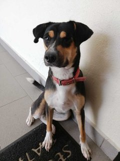 April Girl - Mixed Breed Dog