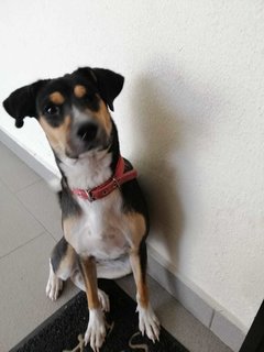 April Girl - Mixed Breed Dog