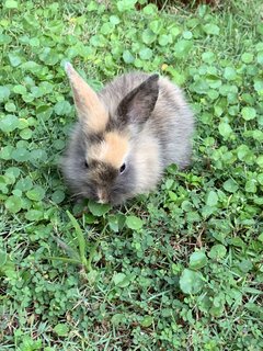 Bunnies 12345 - Lionhead + Harlequin Rabbit