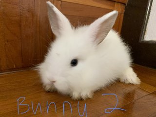 Bunnies 12345 - Lionhead + Harlequin Rabbit