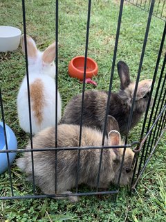 Bunnies 12345 - Lionhead + Harlequin Rabbit