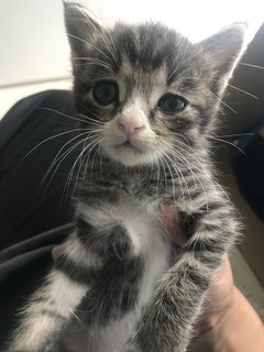 Bear Aka The Bossman  - Domestic Medium Hair Cat