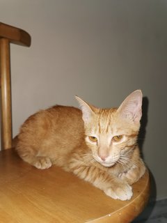 Orange - Domestic Short Hair Cat