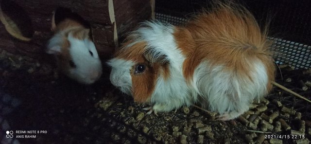 Thor &amp; Loki - Guinea Pig Small & Furry