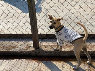 Baby Boy - Mixed Breed Dog