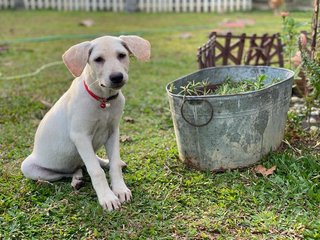 Milk Tea - Mixed Breed Dog