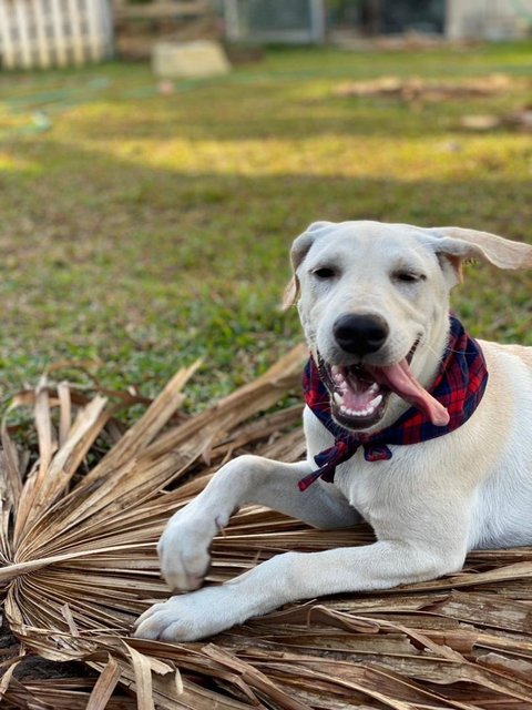 Milk Tea - Mixed Breed Dog