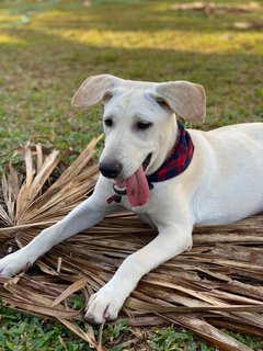 Milk Tea - Mixed Breed Dog