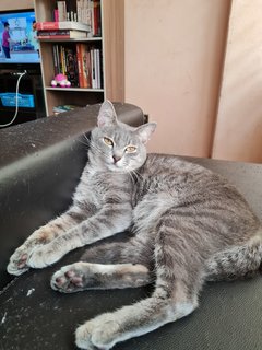 Ali - British Shorthair + Domestic Short Hair Cat