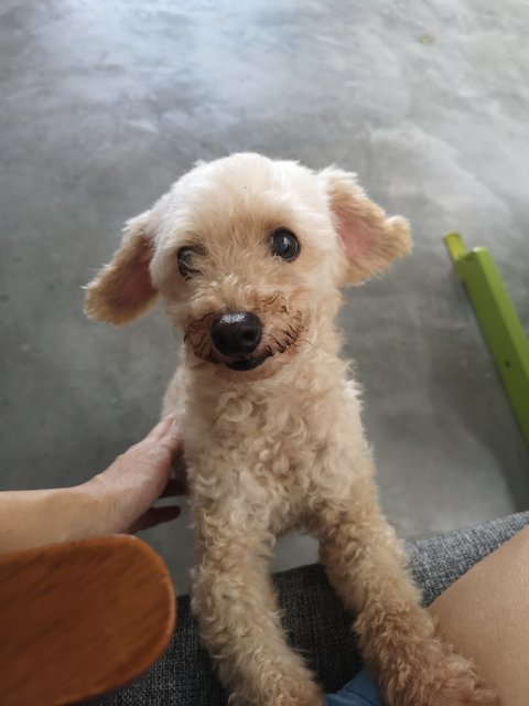 Swarley - Poodle Dog