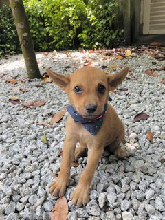 Donny - Mixed Breed Dog