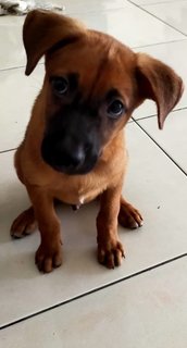 Oscar Boy - Mixed Breed Dog