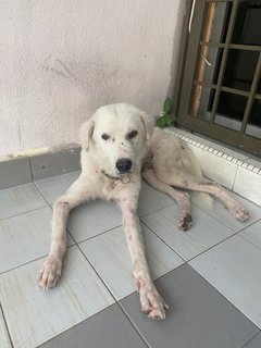 Rocky And Simba - Mixed Breed Dog