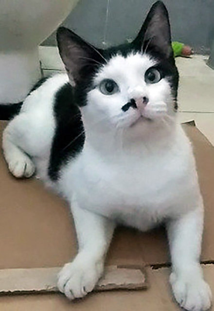 Oreo - Domestic Short Hair Cat