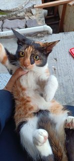 Calico Kittens (Tri-colour) - Domestic Short Hair Cat