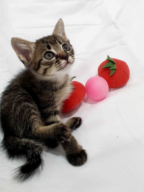 Ah Black &amp; Busymeow - Domestic Short Hair Cat