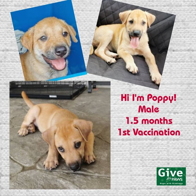 Poppy - Mixed Breed Dog