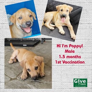 Poppy - Mixed Breed Dog