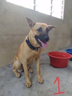 Puppy 1, Puppy 2, And Puppy 3 - Mixed Breed Dog