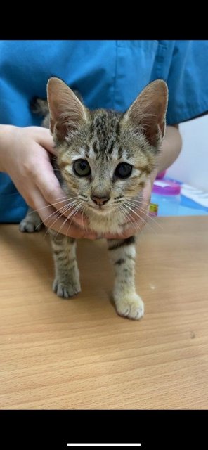 Stray Cat - Domestic Short Hair Cat