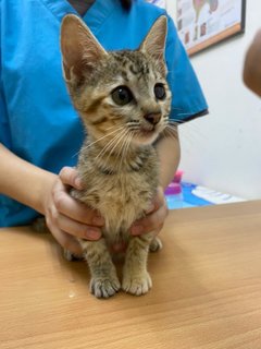 Stray Cat - Domestic Short Hair Cat