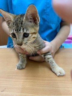 Stray Cat - Domestic Short Hair Cat