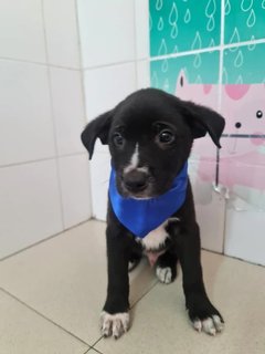 Tux - Mixed Breed Dog