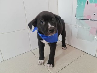 Tux - Mixed Breed Dog