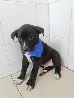 Tux - Mixed Breed Dog