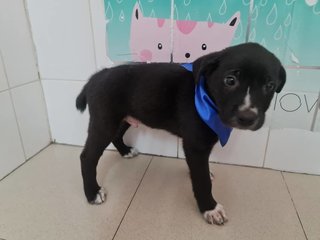 Tux - Mixed Breed Dog