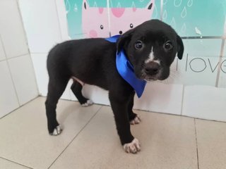 Tux - Mixed Breed Dog