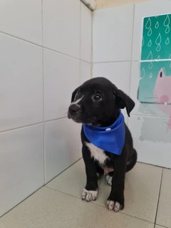 Tux - Mixed Breed Dog