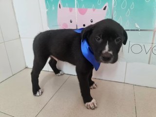 Tux - Mixed Breed Dog