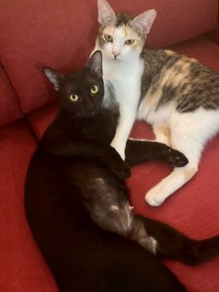 Cedar &amp; Ebony - Domestic Short Hair Cat