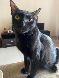 Cedar &amp; Ebony - Domestic Short Hair Cat