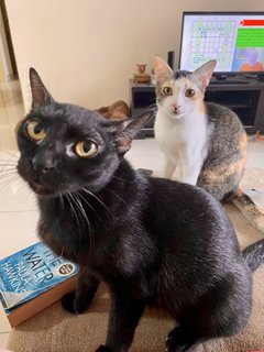 Cedar &amp; Ebony - Domestic Short Hair Cat