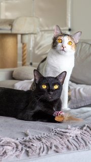 Cedar &amp; Ebony - Domestic Short Hair Cat